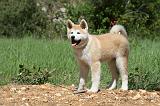 AKITA INU 398